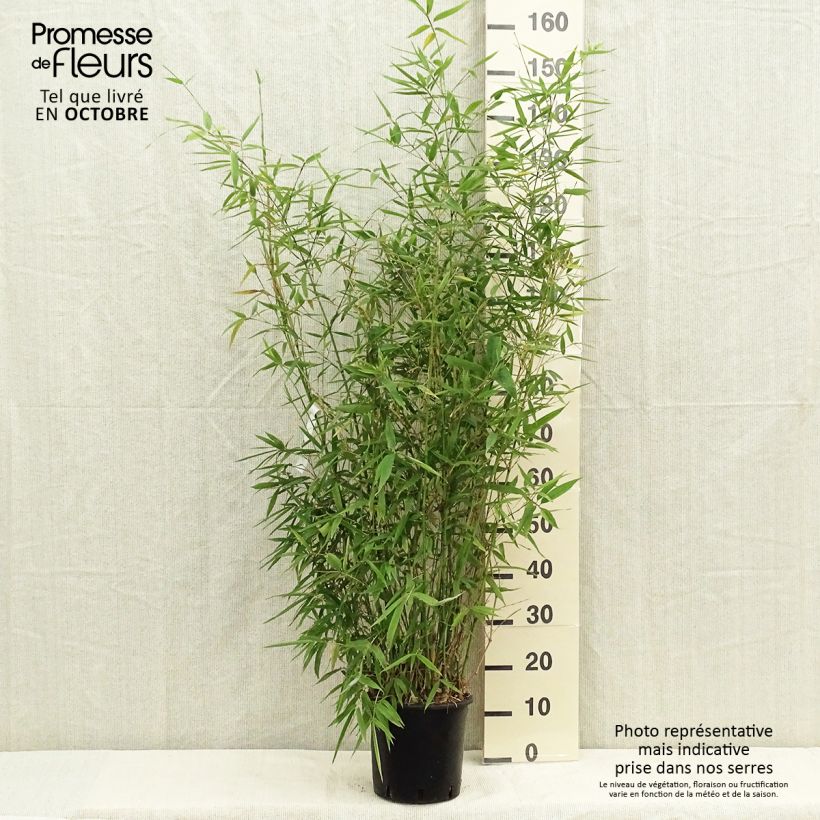 Exemplar von Goldrohr Bambus - Phyllostachys aurea wie im Herbst geliefert