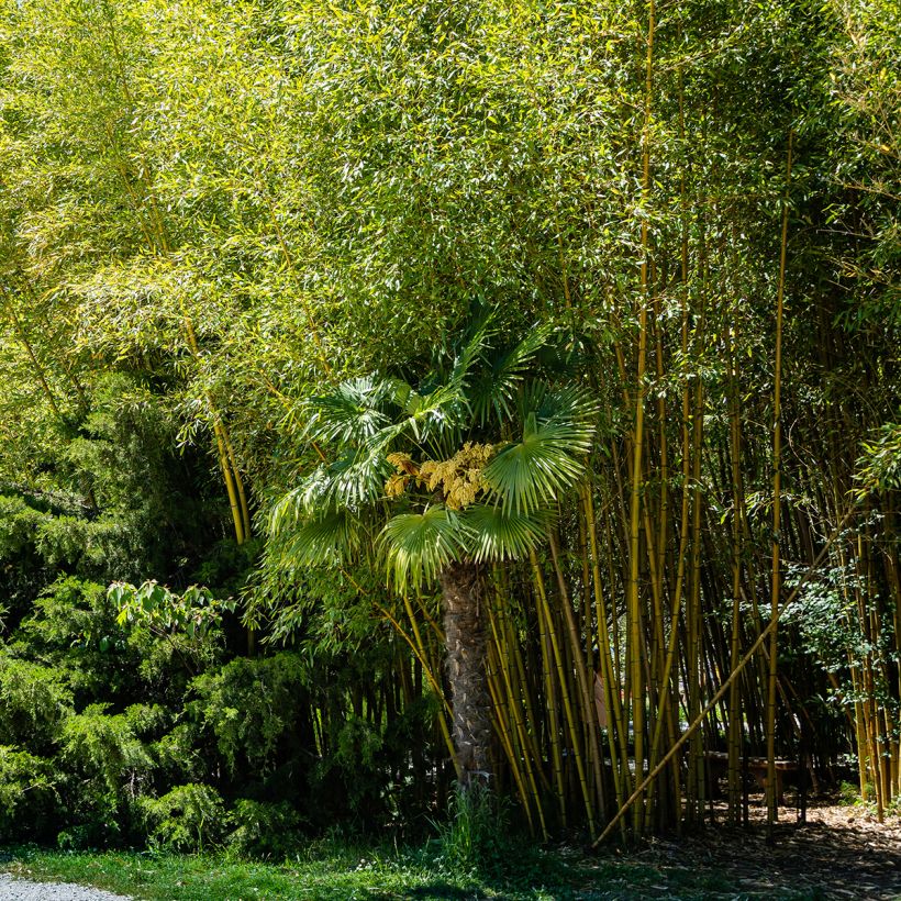 Rauher Gelbrinnen-Bambus Aureocaulis - Phyllostachys aureosulcata (Hafen)