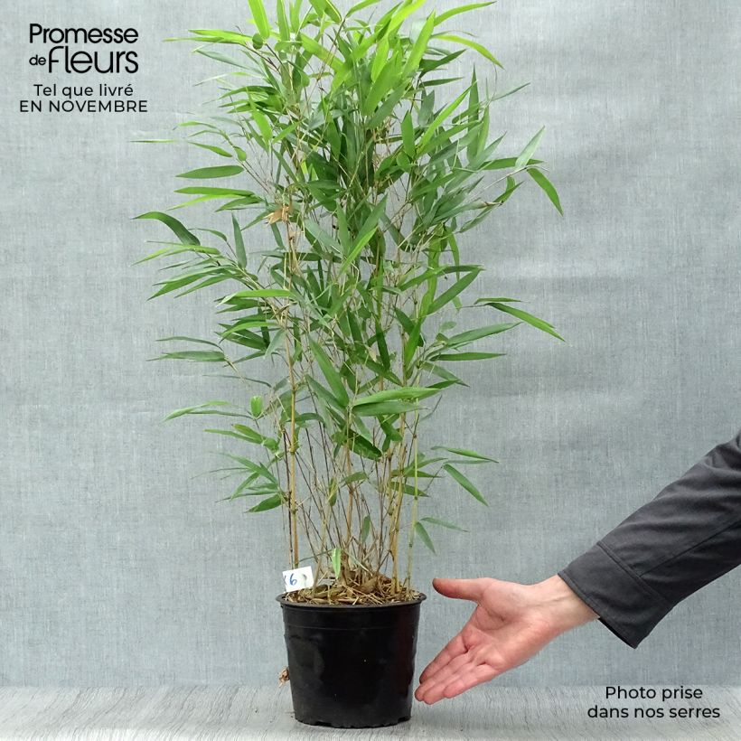 Exemplar von Bambou jaune - Phyllostachys aureosulcata Aureocaulis pot de 2L/3L 60/80cm wie im Herbst geliefert