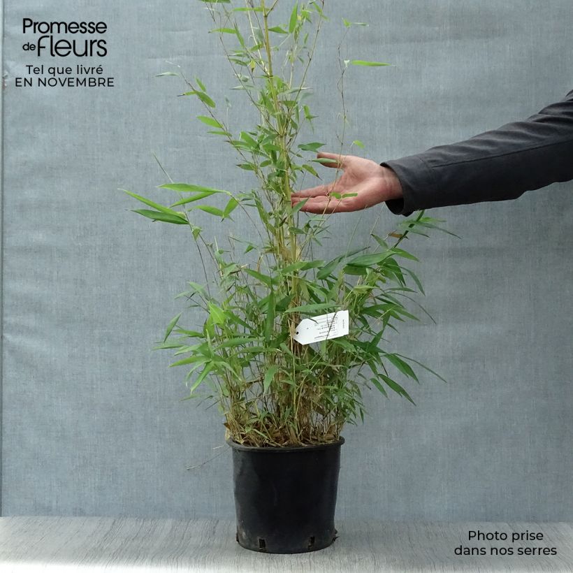 Exemplar von Bambou jaune - Phyllostachys aureosulcata Aureocaulis pot de 4/5L 150/175cm wie im Herbst geliefert