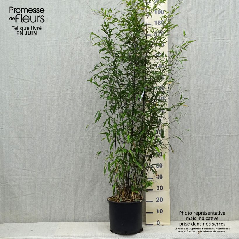 Exemplar von Bambou noir - Phyllostachys nigra 175/200 en pot de 15L wie im Herbst geliefert