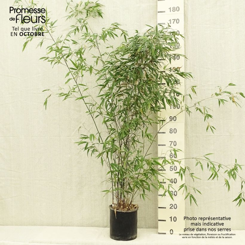 Exemplar von Bambou noir - Phyllostachys nigra en pot de 7,5L wie im Herbst geliefert