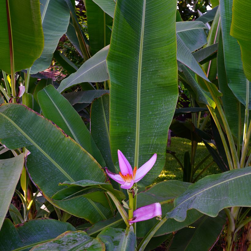 Musa velutina - Rosa Zwergbanane (Laub)