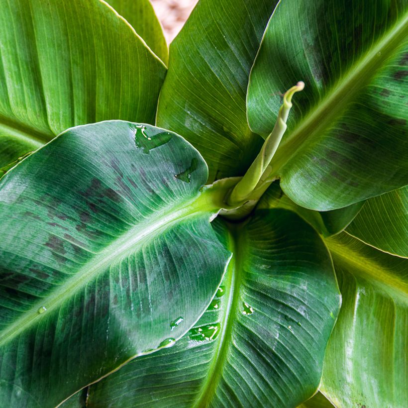 Musa acuminata Dwarf Cavendish - Zwerg-Essbanane (Laub)