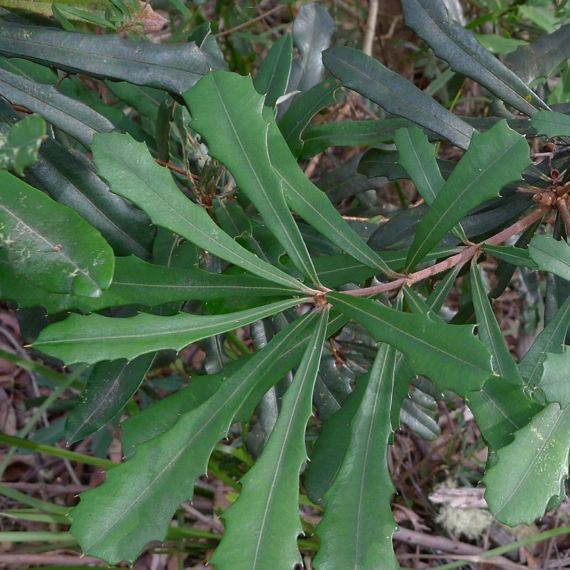 Banksia integrifolia - Banksie (Laub)