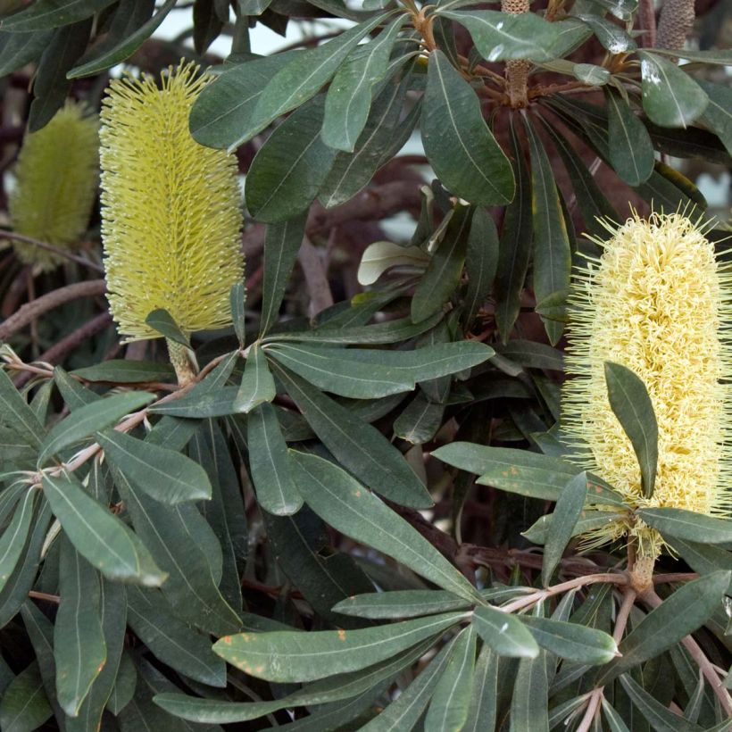 Banksia integrifolia - Banksie (Blüte)