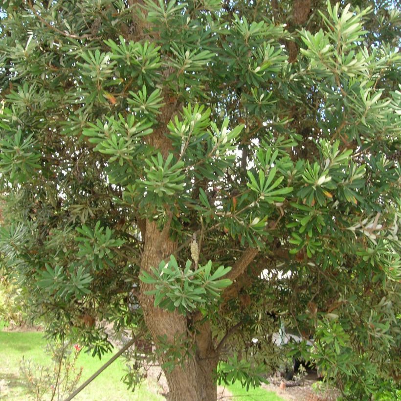 Banksia integrifolia - Banksie (Hafen)