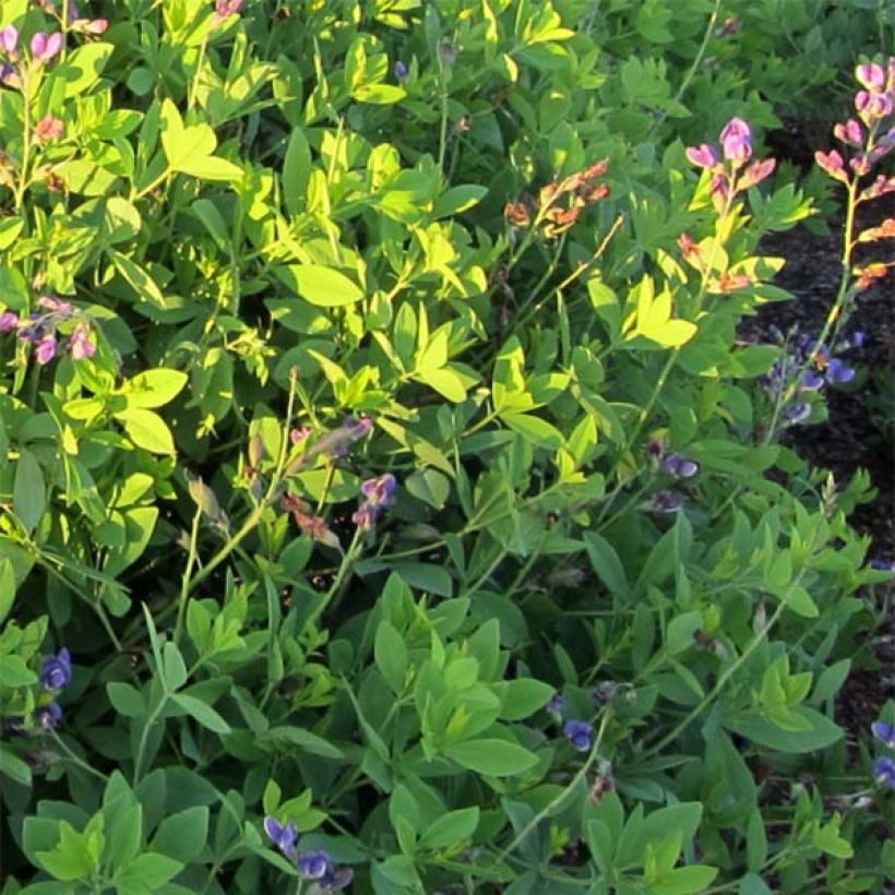 Baptisia Decadence Blueberry Sundae - Indigolupine (Laub)