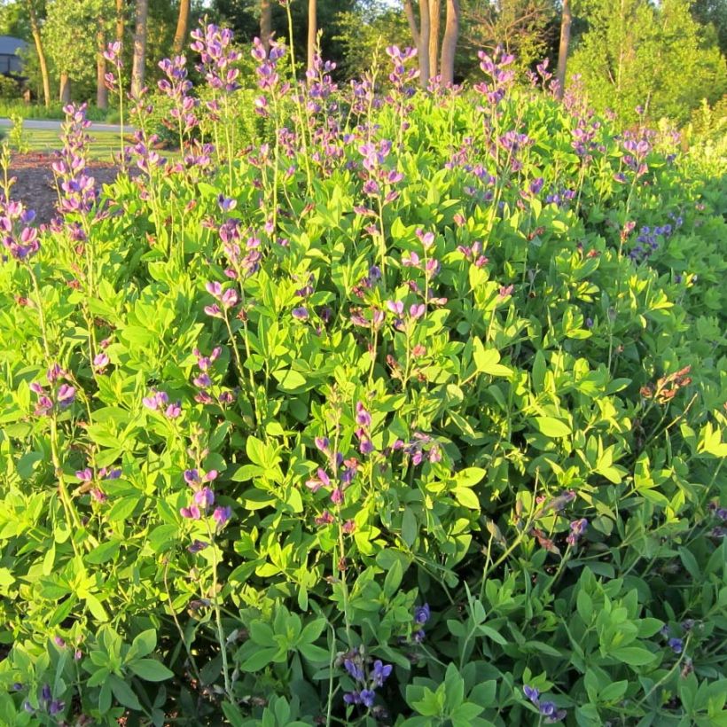 Baptisia Decadence Blueberry Sundae - Indigolupine (Hafen)