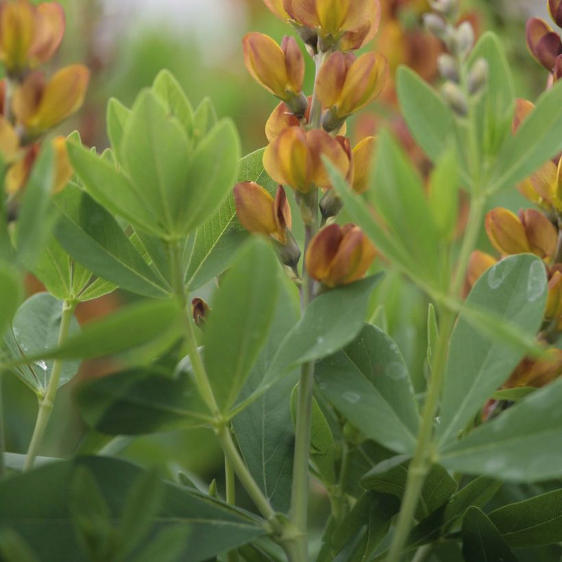 Baptisia Brownie Points - Indigolupine (Laub)