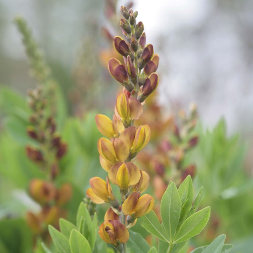 Baptisia Brownie Points - Indigolupine (Blüte)