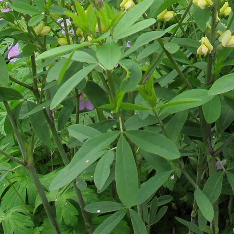 Baptisia Carolina Moonlight - Indigolupine (Laub)