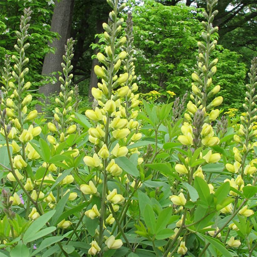 Baptisia Carolina Moonlight - Indigolupine (Blüte)