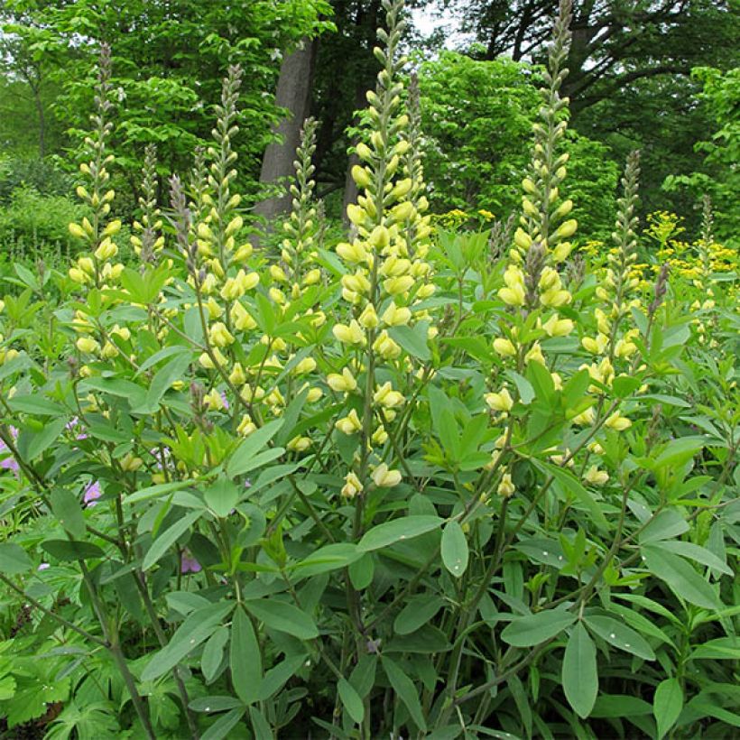 Baptisia Carolina Moonlight - Indigolupine (Hafen)