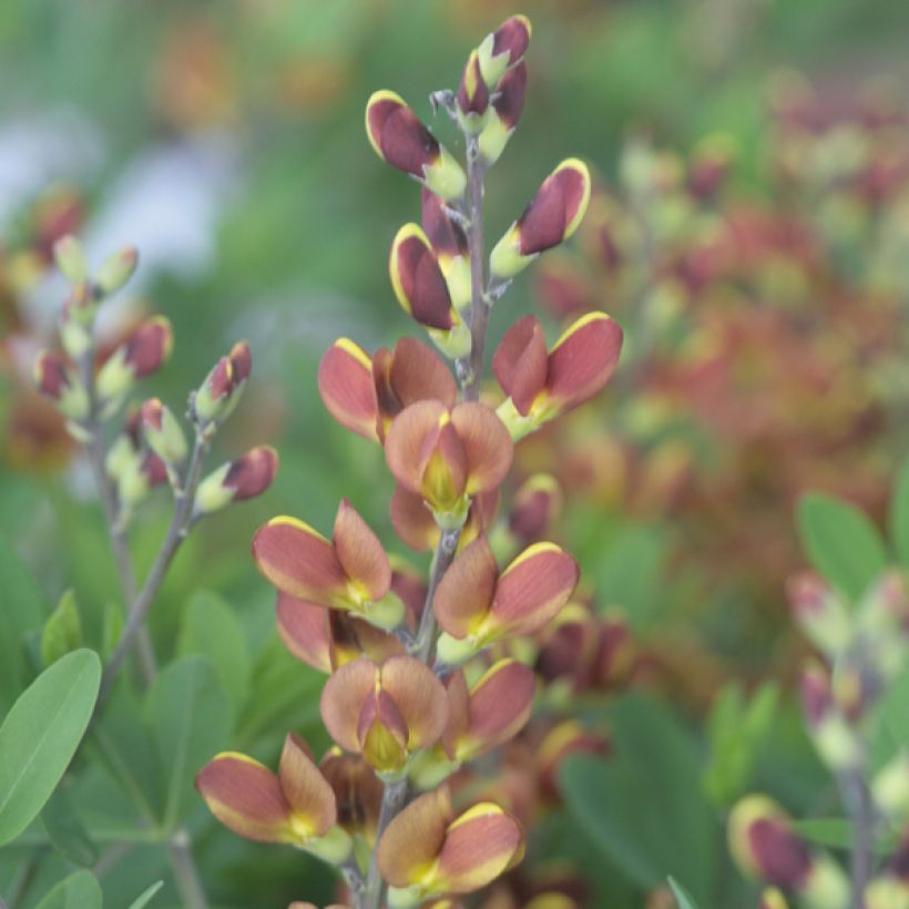 Baptisia Cherries Jubilee - Indigolupine (Blüte)