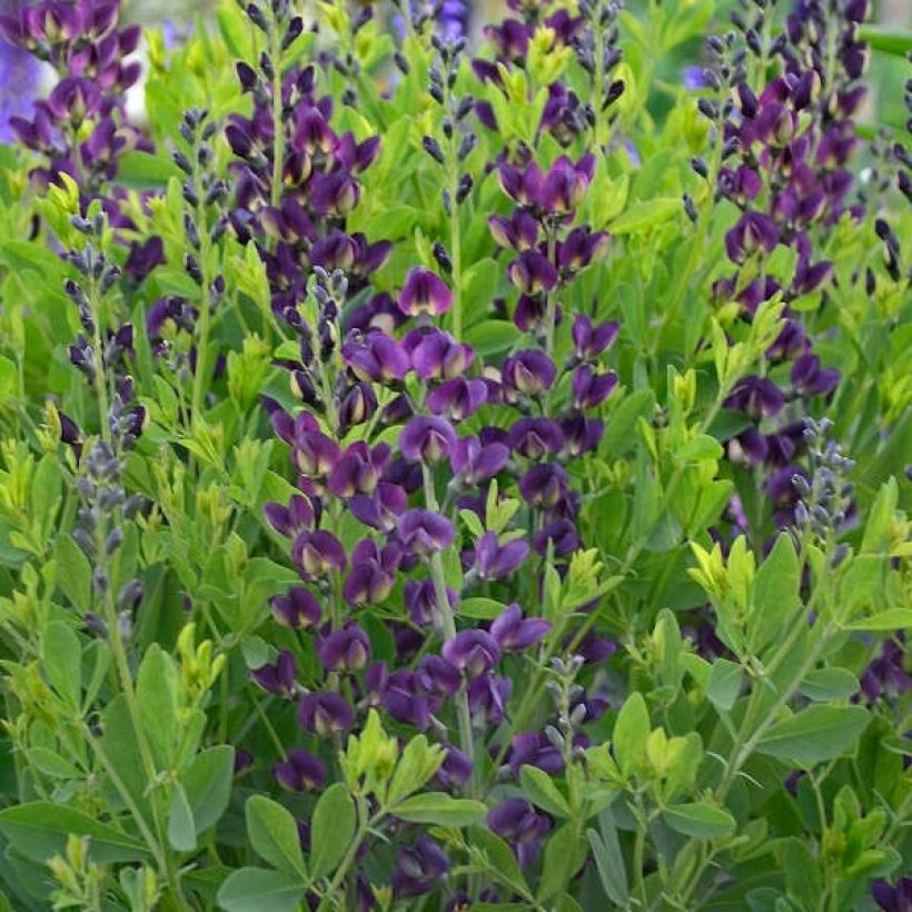 Baptisia Grape Taffy - Indigolupine (Laub)