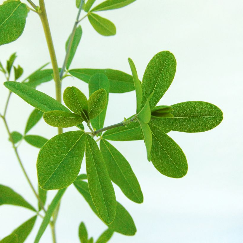 Baptisia Indigo Spires - Indigolupine (Laub)