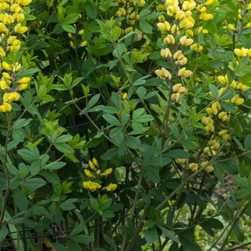 Baptisia Decadence Lemon Meringue - Indigolupine (Laub)