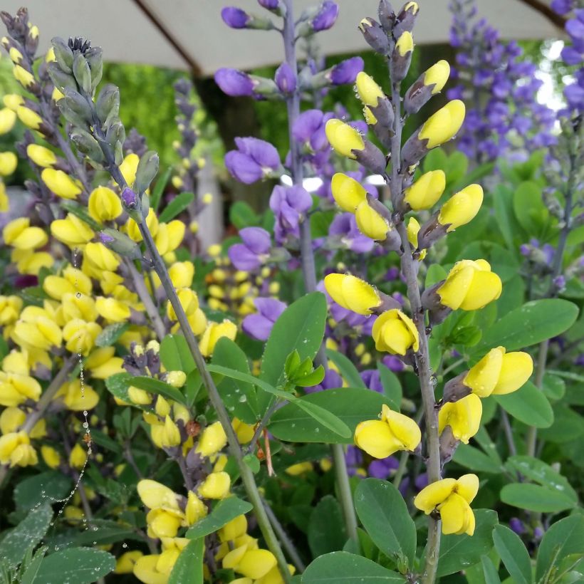 Baptisia Decadence Lemon Meringue - Indigolupine (Blüte)