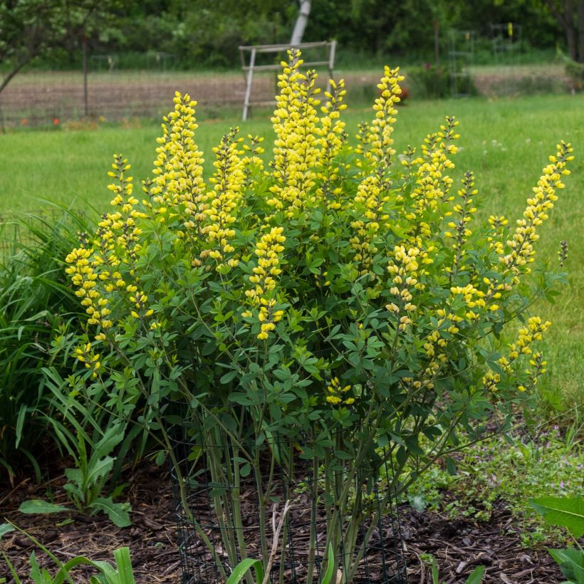 Baptisia Decadence Lemon Meringue - Indigolupine (Hafen)