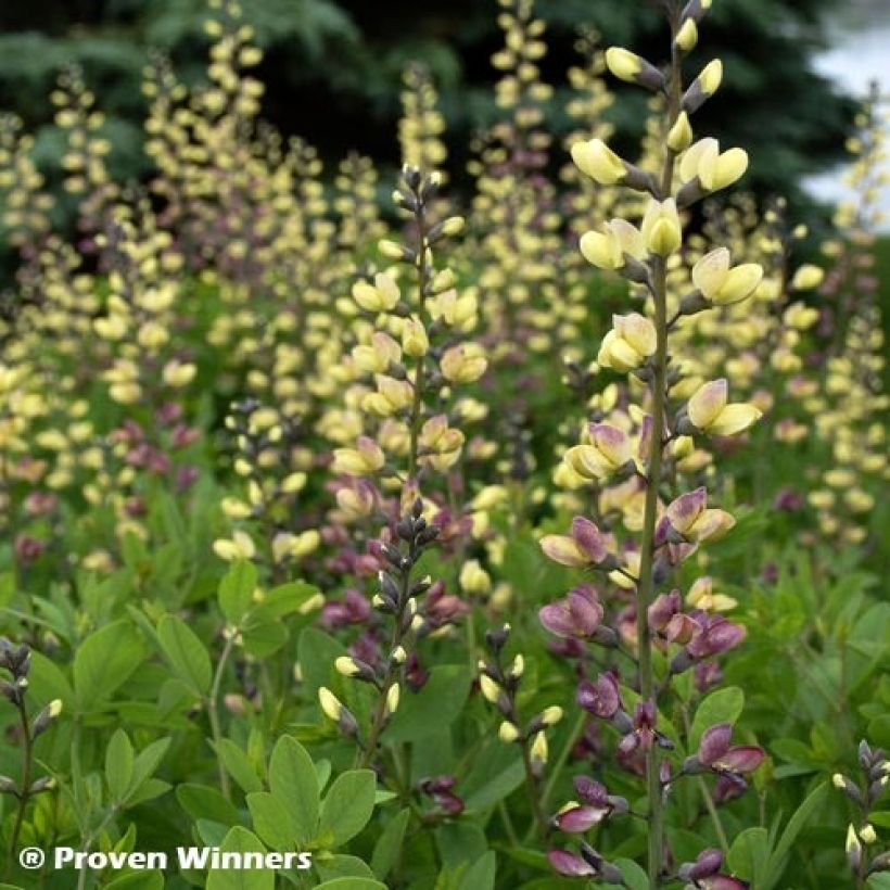 Baptisia Decadence Deluxe Pink Lemonade - Indigolupine (Laub)