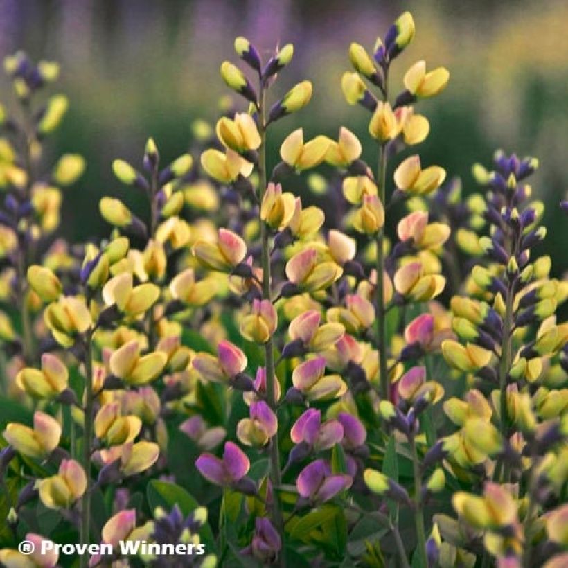 Baptisia Decadence Deluxe Pink Lemonade - Indigolupine (Blüte)