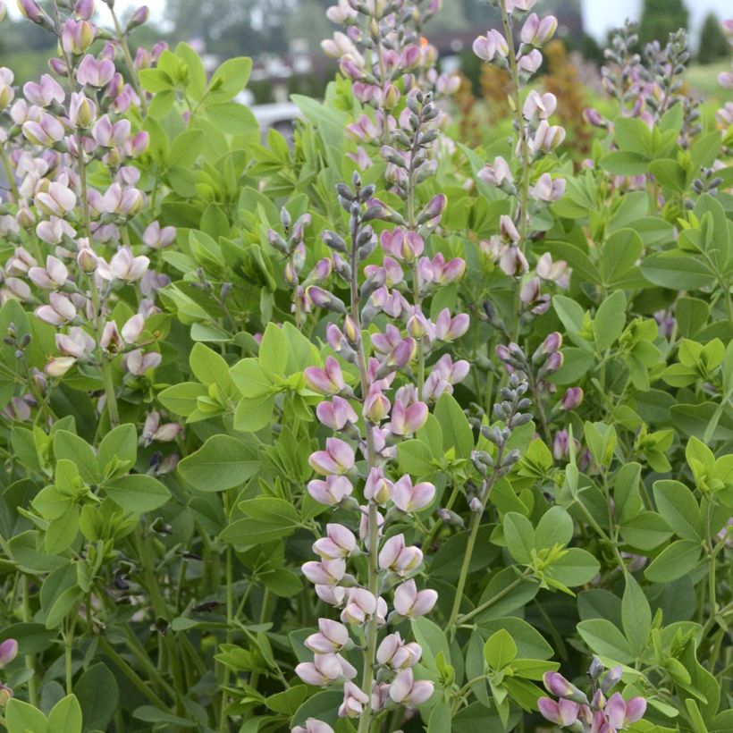 Baptisia Decadence Pink Truffles - Indigolupine (Blüte)