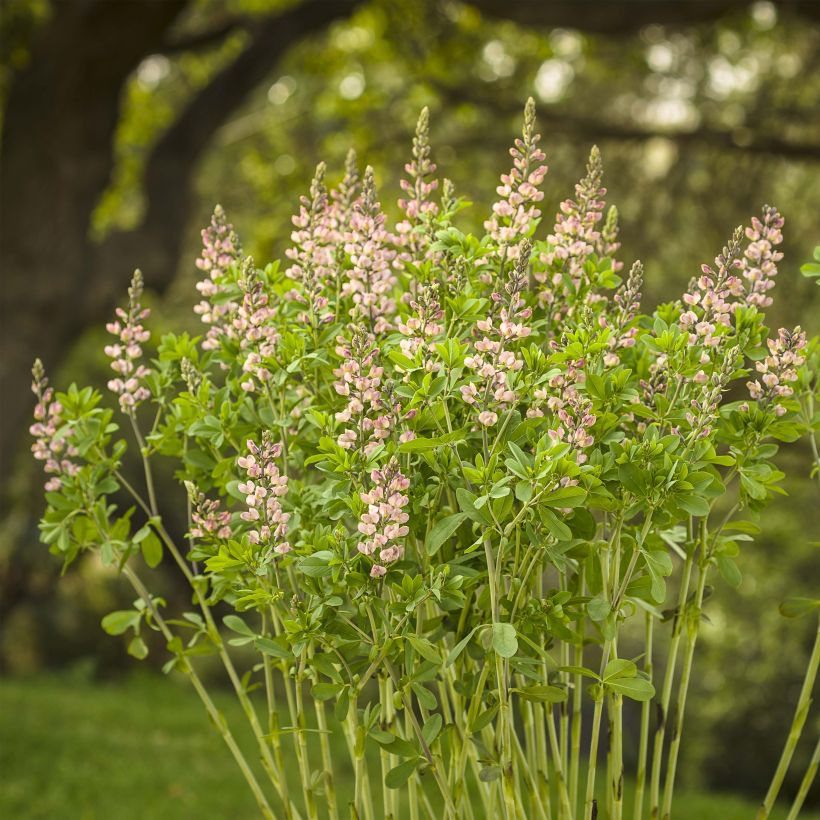 Baptisia Decadence Pink Truffles - Indigolupine (Hafen)