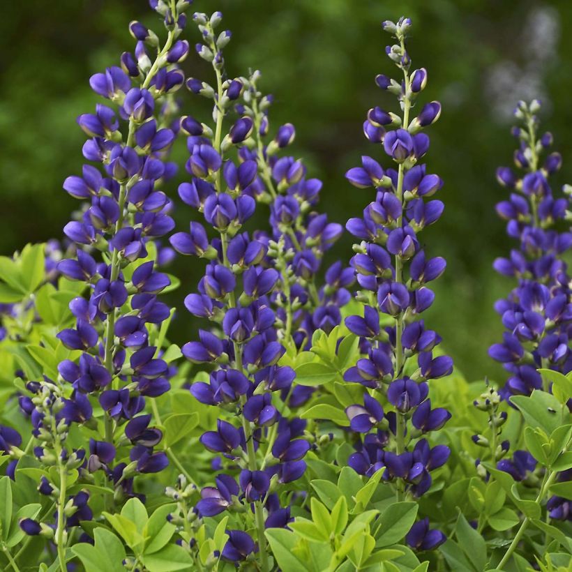 Baptisia Decadence Sparkling Sapphires - Indigolupine (Blüte)