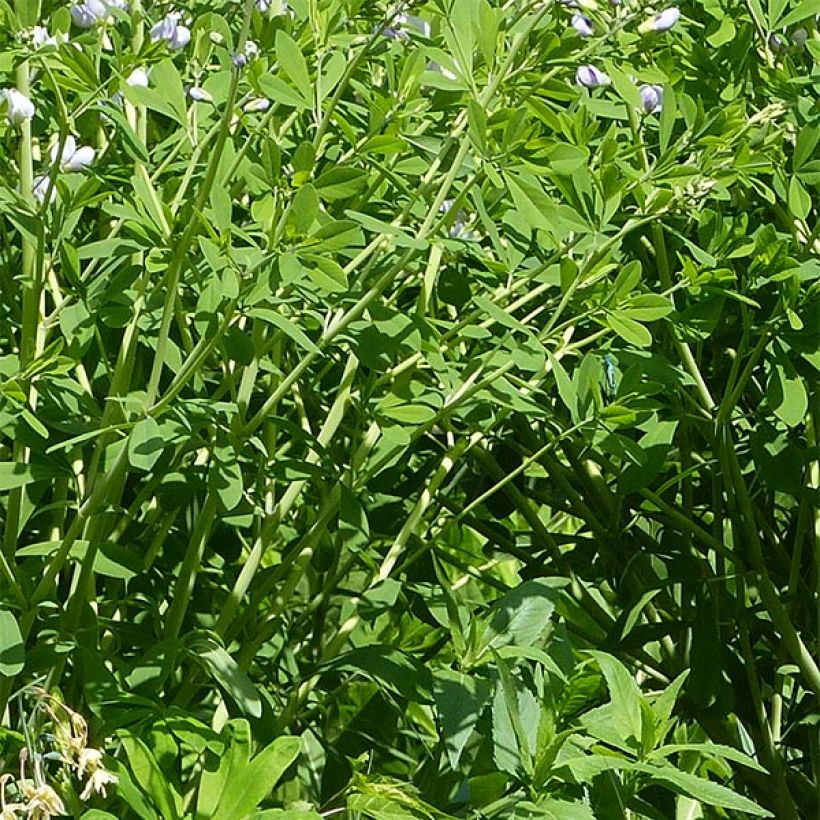 Baptisia Starlite Prairieblues - Indigolupine (Laub)