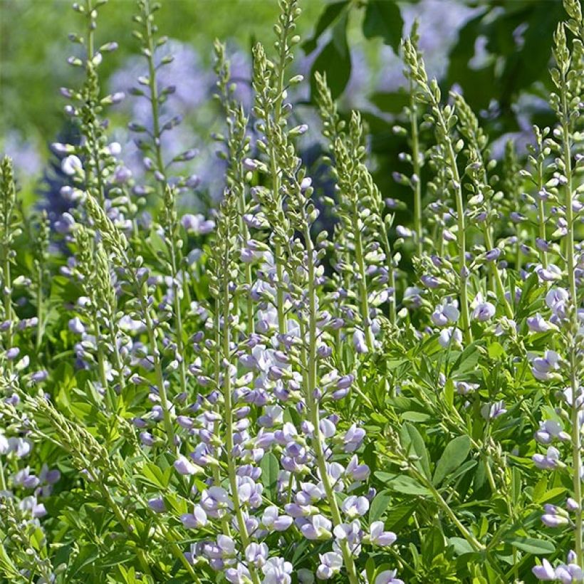 Baptisia Starlite Prairieblues - Indigolupine (Blüte)