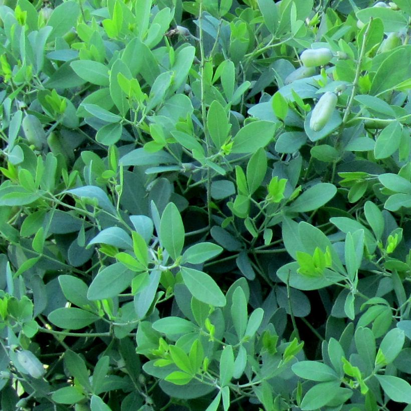 Baptisia alba var macrophylla - Weiße Indigolupine (Laub)