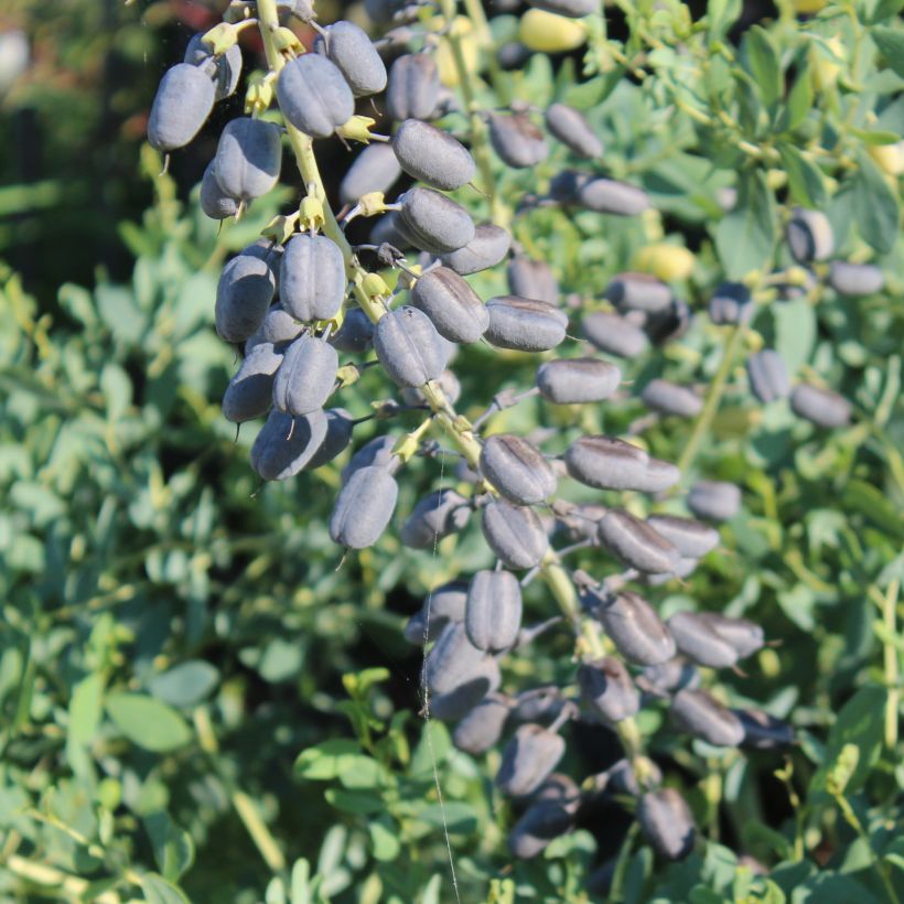 Baptisia alba var macrophylla - Weiße Indigolupine (Ernte)