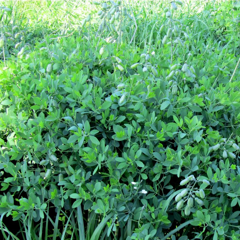 Baptisia alba var macrophylla - Weiße Indigolupine (Hafen)