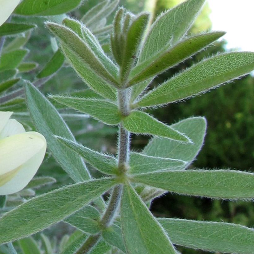 Baptisia bracteata - Färberhülse (Laub)