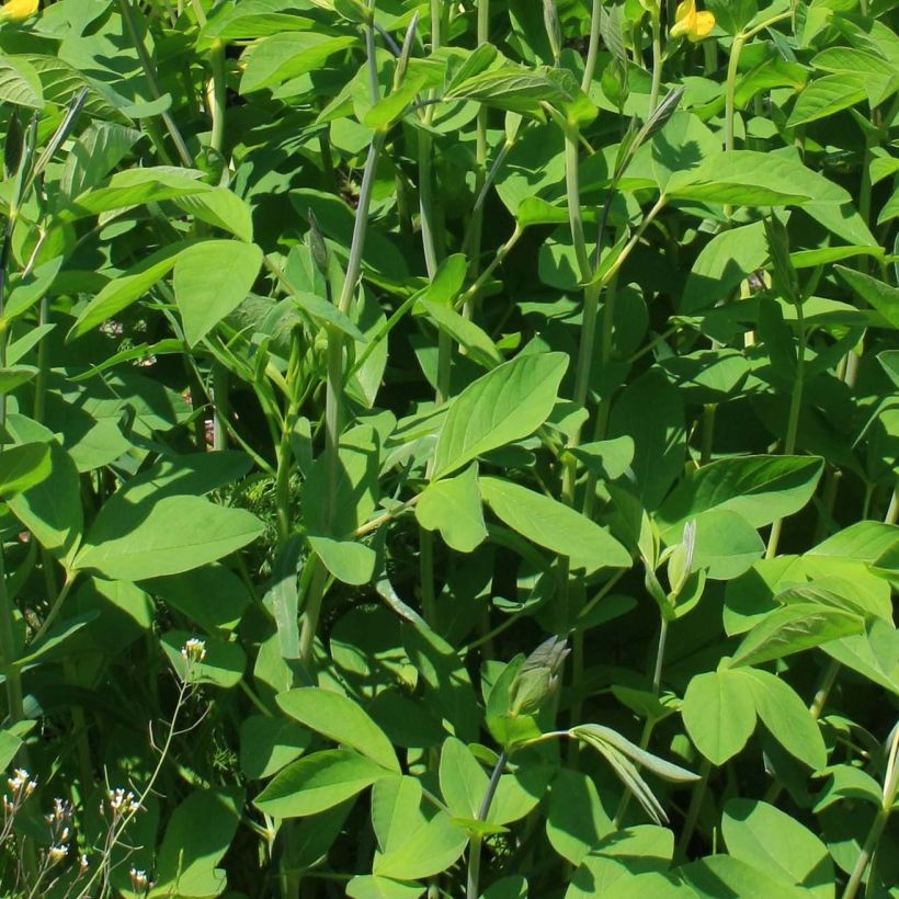 Baptisia sphaerocarpa - Färberhülse (Laub)