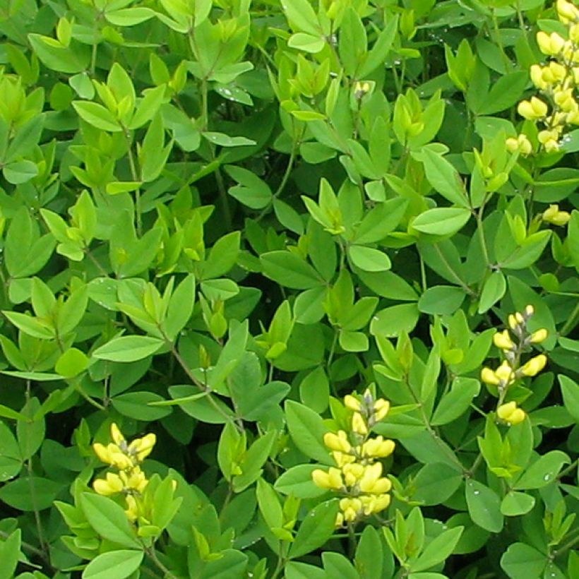 Baptisia tinctoria - Wilder Indigo (Laub)