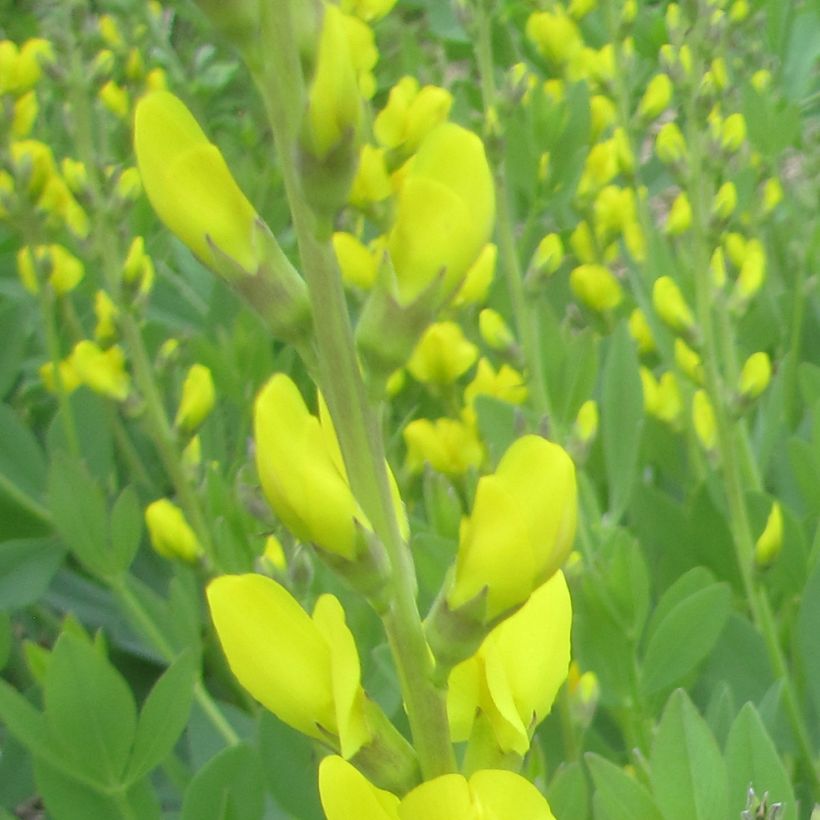 Baptisia tinctoria - Wilder Indigo (Blüte)