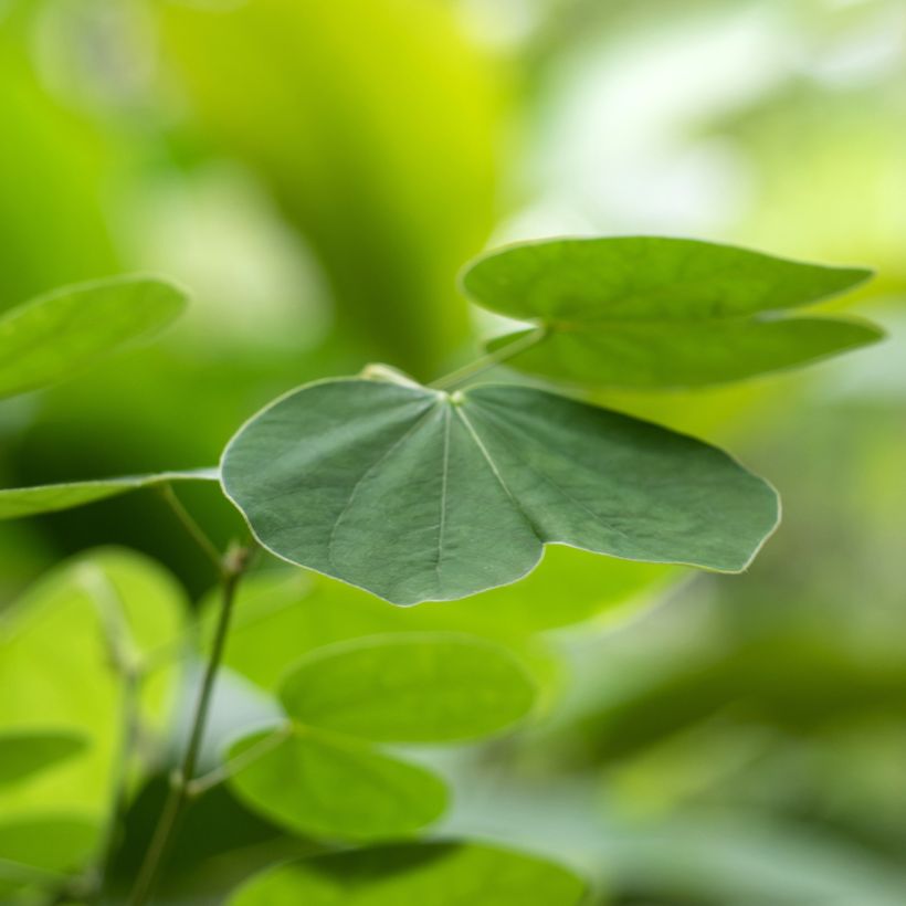 Bauhinia acuminata - Bauhinie (Laub)