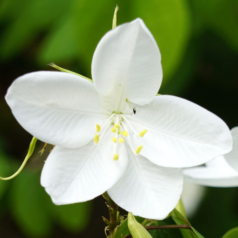 Bauhinia acuminata - Bauhinie (Blüte)