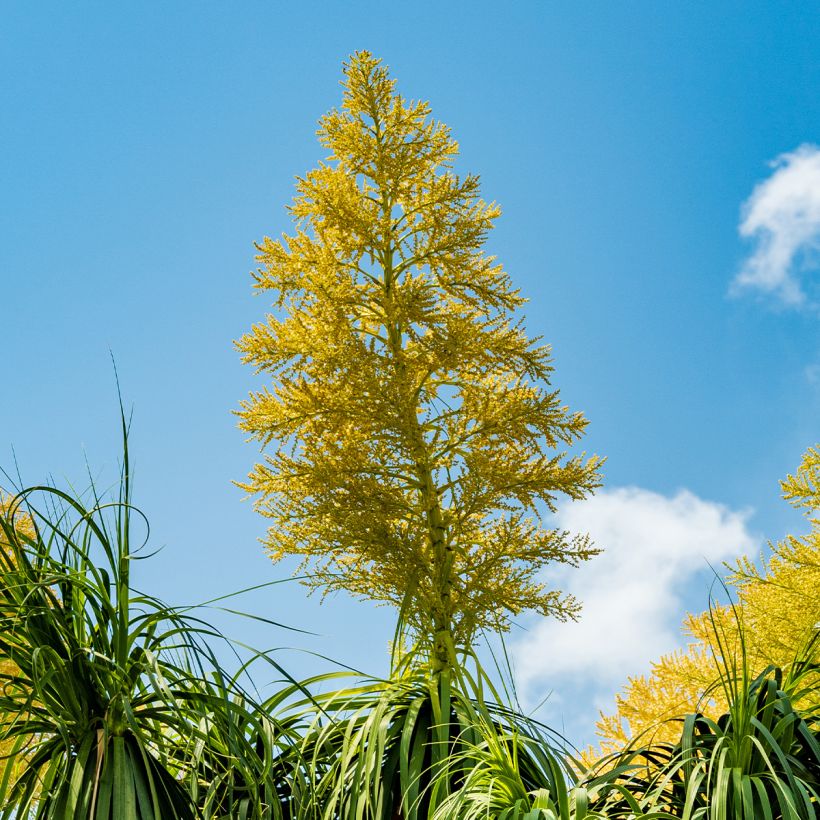 Beaucarnea recurvata - Elefantennuss (Blüte)