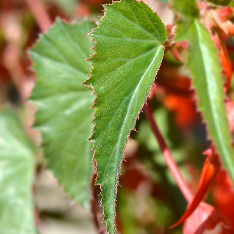 Begonie Santa Cruz (Samen) - Begonia Boliviensis (Laub)