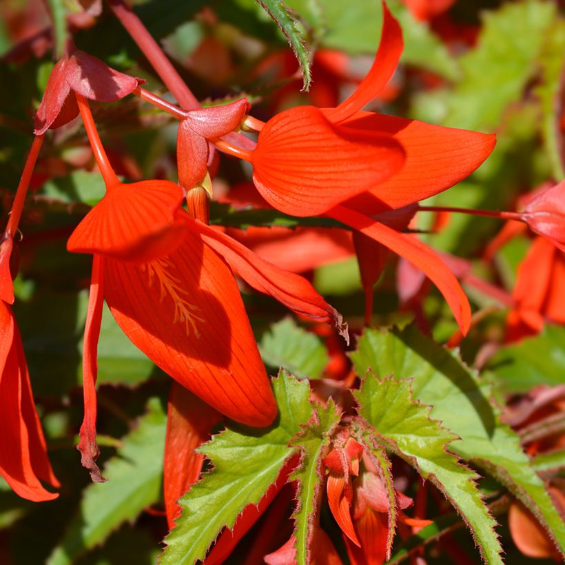 Begonie Santa Cruz (Samen) - Begonia Boliviensis (Blüte)