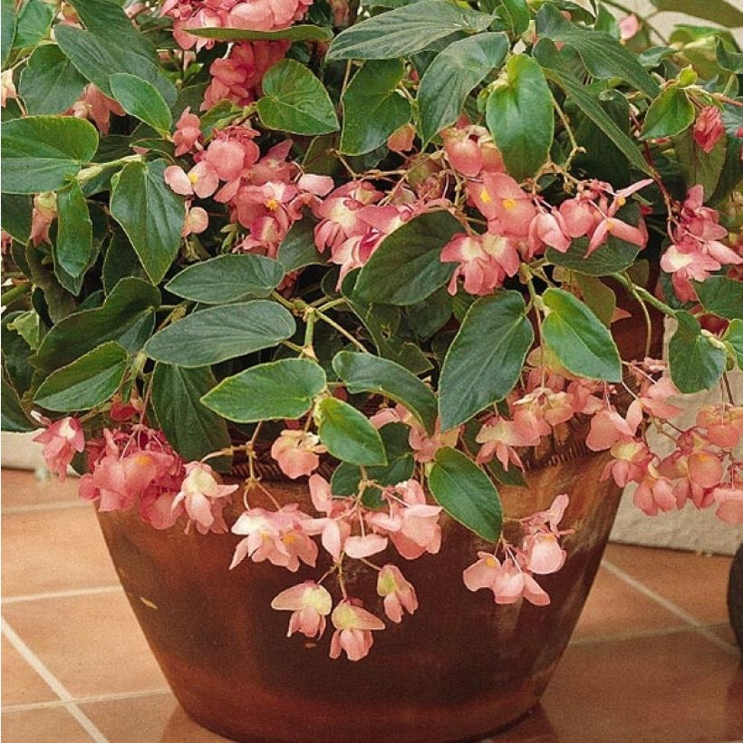 Begonie Dragon Wing Pink - Begonia semperflorens (Laub)