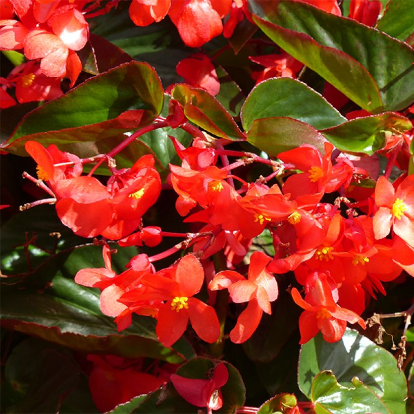 Begonie Dragon Wing Red - Begonia semperflorens (Blüte)