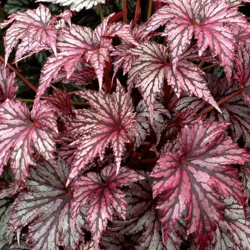 Begonie Garden Angel Plum - Begonia (Laub)