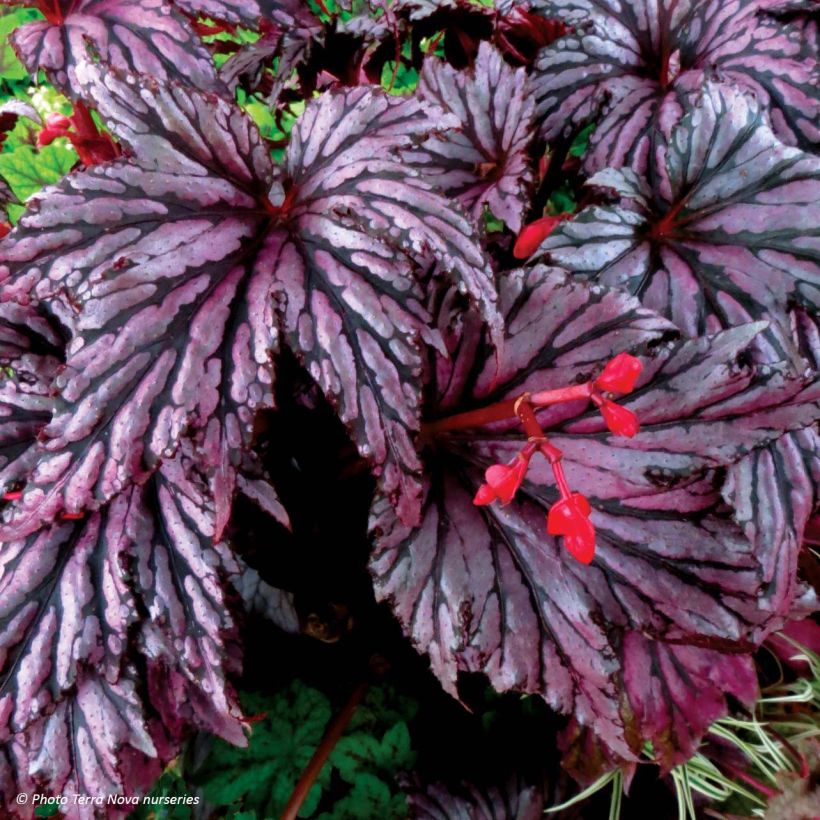 Begonie Garden Angel Plum - Begonia (Blüte)