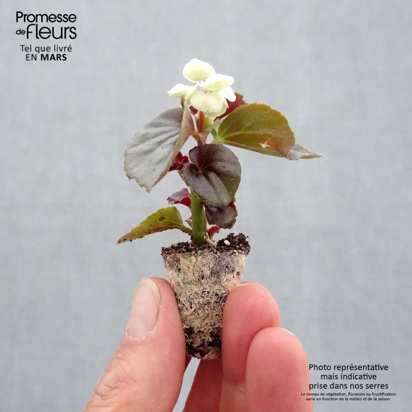 Exemplar von Begonie Gumdrop Coco White - Begonia semperflorens Mini-Plug Ø 1,5/2,5 cm wie im Frühjahr geliefert