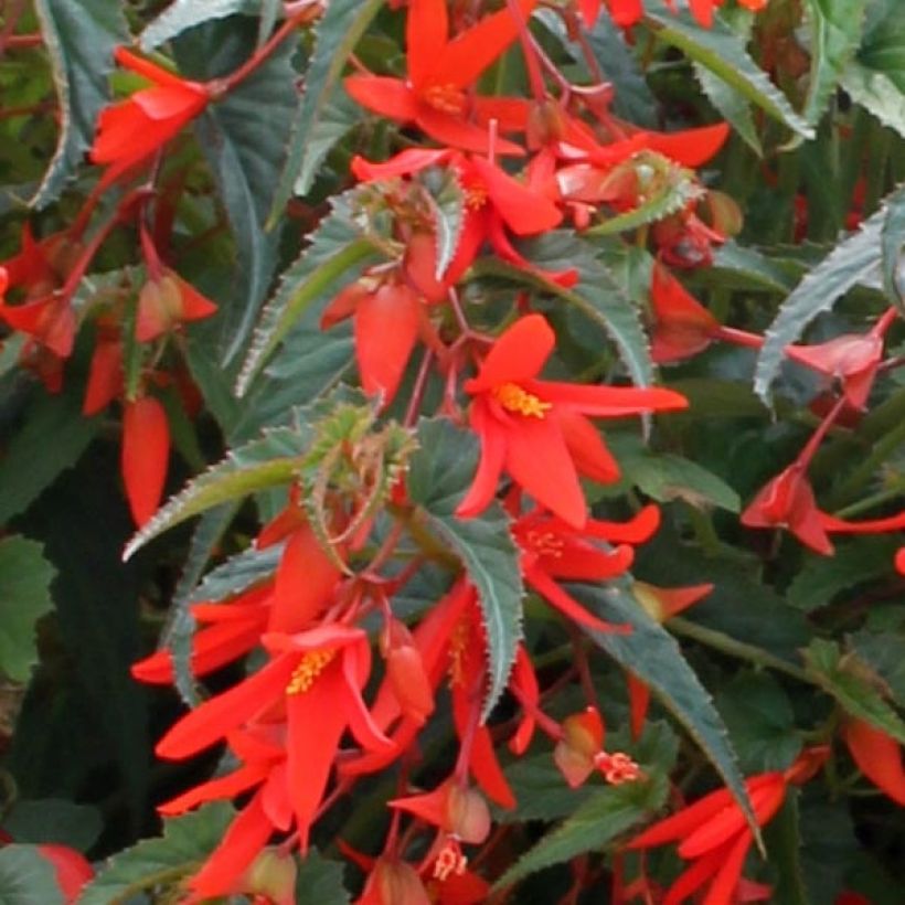 Begonie Santa Cruz Orange - Begonia boliviensis (Laub)