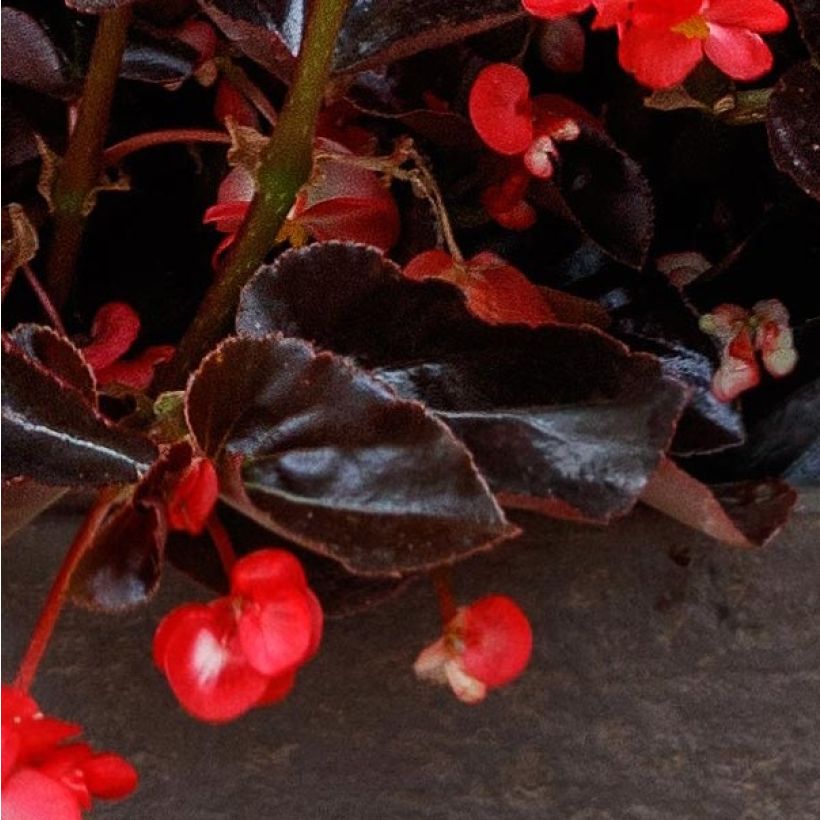 Begonie Viking Bronze Red - Begonia (Laub)